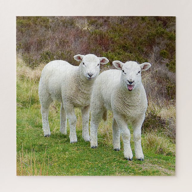 Square twin lambs Puzzle (Vertical)