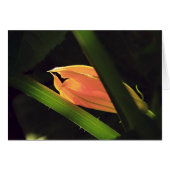 Squash Blossom (Front Horizontal)