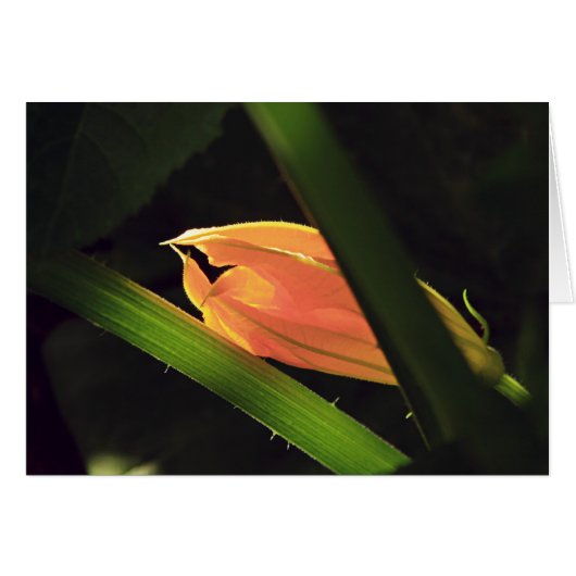 Squash Blossom Cards (Front Horizontal)