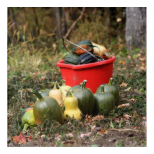 Squash Country Garden Harvest Orton  Acrylic Print