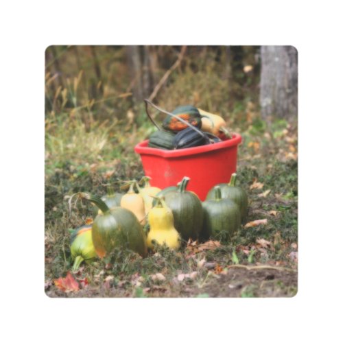 Squash Country Garden Harvest Orton  Metal Print