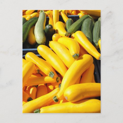 Squash in Yellow and Green Postcard