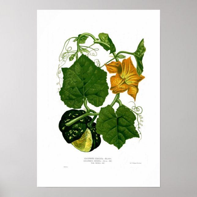 Squash Poster (Front)