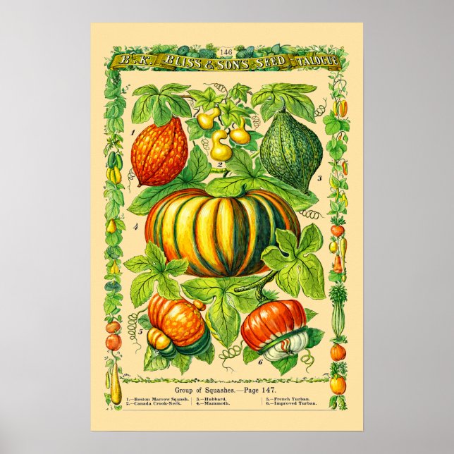 Squash Varieties Retro Victorian Era Botanical Art Poster (Front)