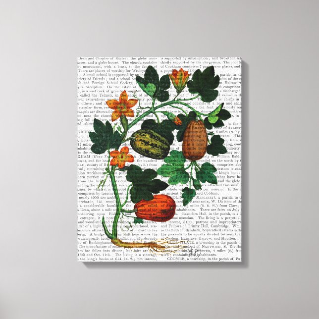 Squash Vine 1 Canvas Print (Front)