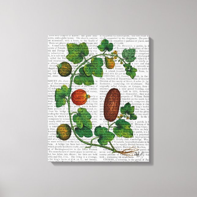 Squash Vine 3 Canvas Print (Front)