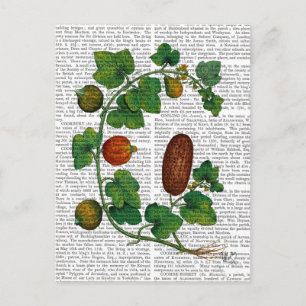 Squash Vine 3 Postcard