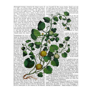 Squash Vine 4 Acrylic Print