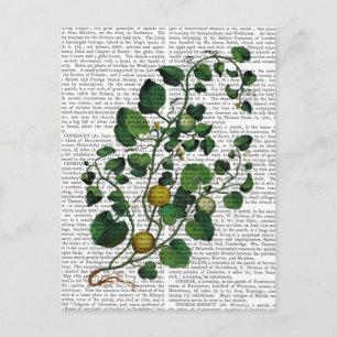 Squash Vine 4 Postcard