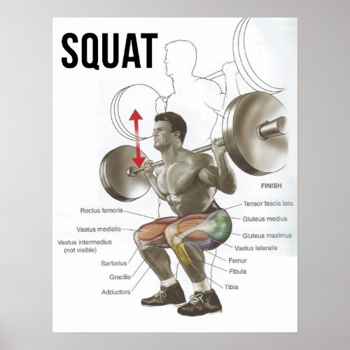 Squat _ Muscle Diagram _ Anatomy Chart