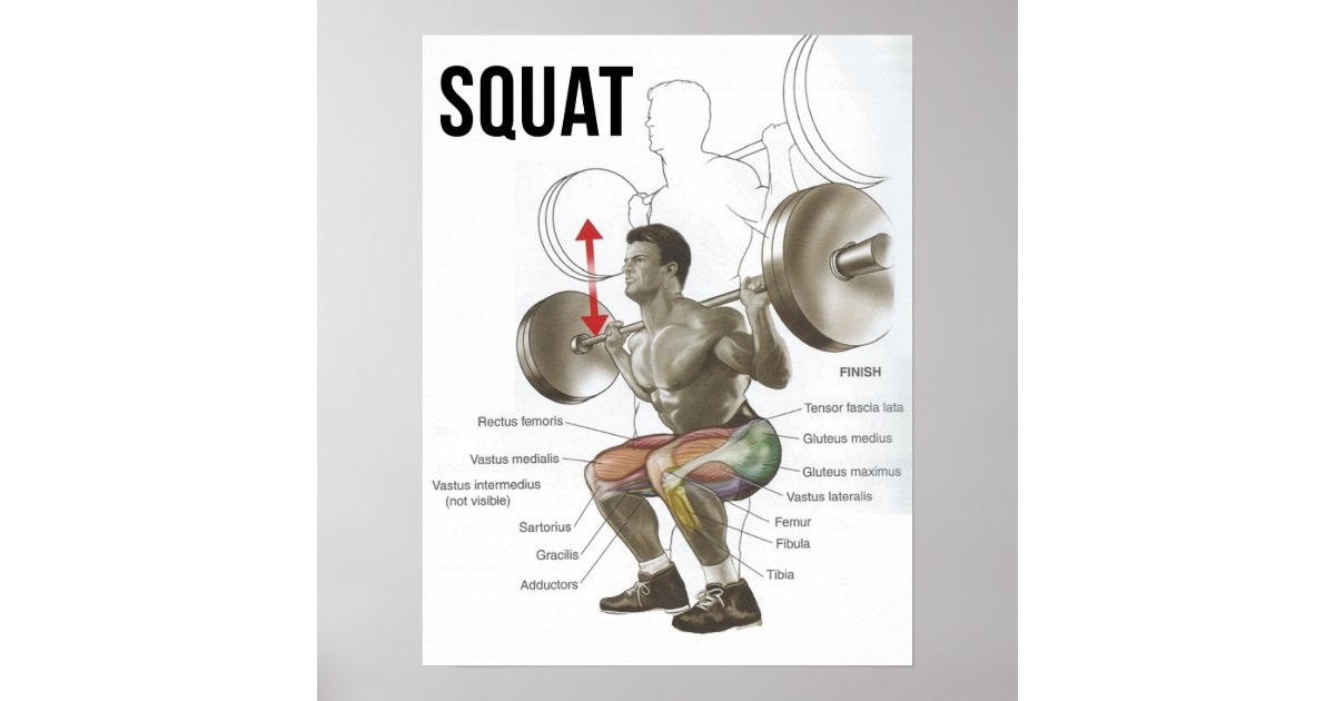 squat diagram