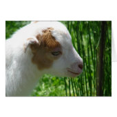 Squeak (Front Horizontal)