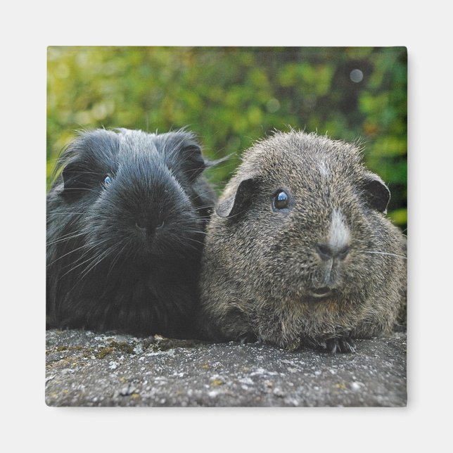 Squee & Scruffles Magnet (Front)