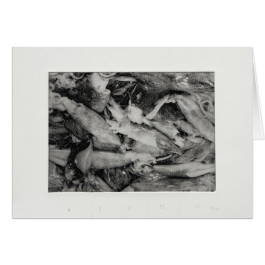 Squid (Front Horizontal)