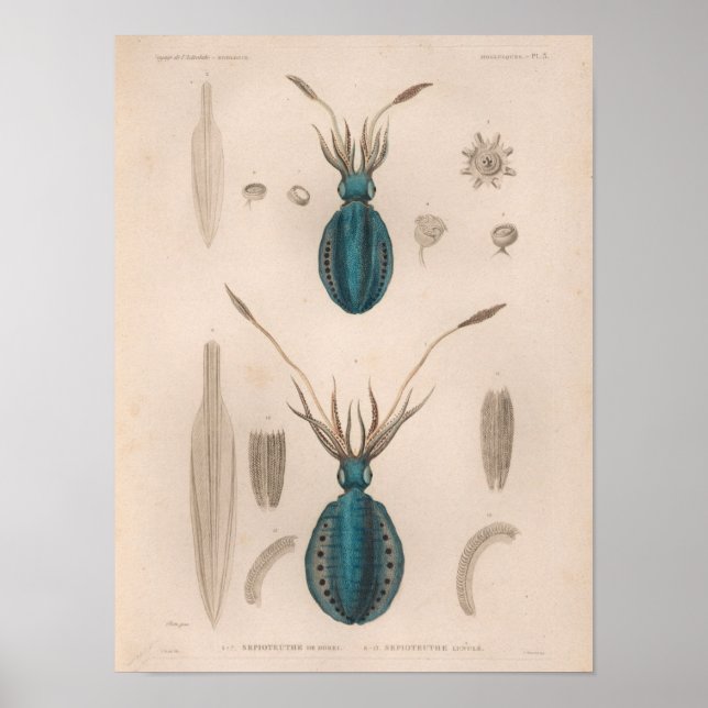 Squid Blue Vintage Sea Creatures Art Print (Front)