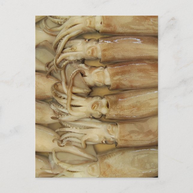 Squid - Calamari Postcard (Front)