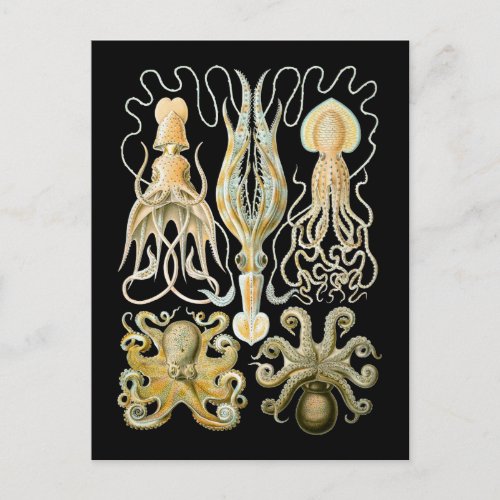 Squid  Octopus Postcard