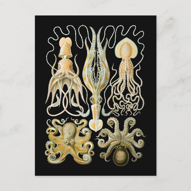 Squid & Octopus Postcard (Front)