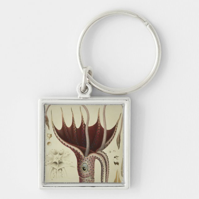 Squid, Pl.2 from 'Histoire Naturelle Keychain (Front)