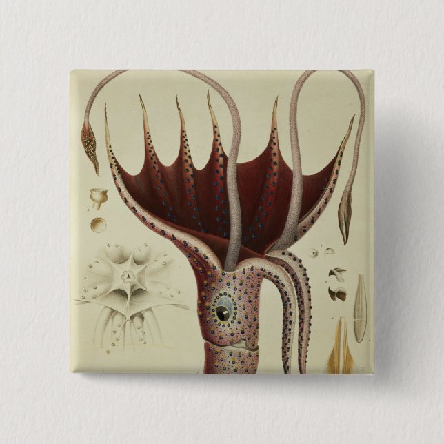 Squid, Pl.2 from 'Histoire Naturelle Pinback Button (Front)