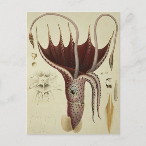 Squid Pl2 from Histoire Naturelle Postcard