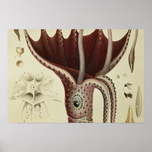 Squid Pl2 from Histoire Naturelle Poster