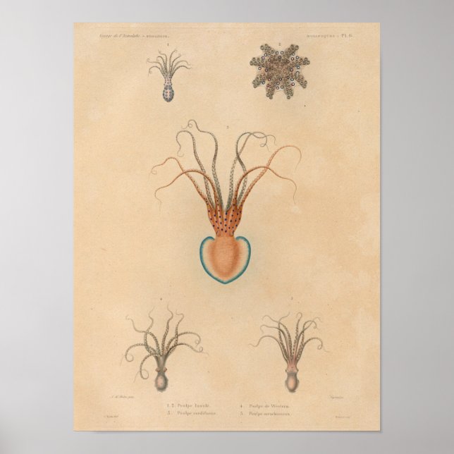 Squid Yellow Blue Vintage Sea Creatures Art Print (Front)