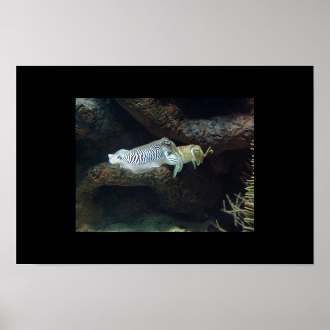 squids poster (Front)