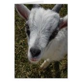 Squiggles the Alpine Billy Kid (Front)