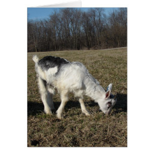 Squiggles The Goat Kid