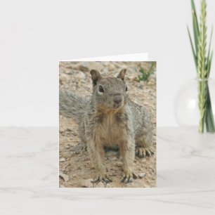 squirel card