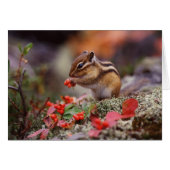 Squirrel (Front Horizontal)