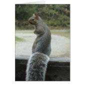 squirrel (Front)