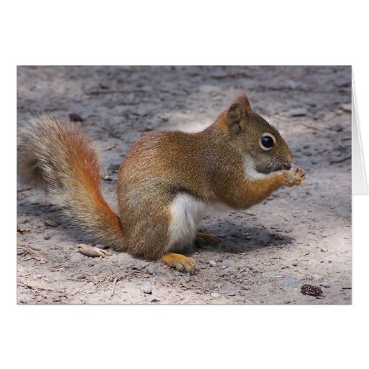 Squirrel (Front Horizontal)