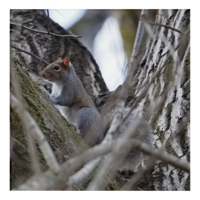 Squirrel_Acrylic Acrylic Print (Front)