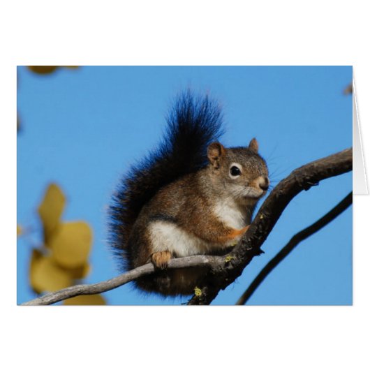 Squirrel Against Blue Sky Cards (Front Horizontal)