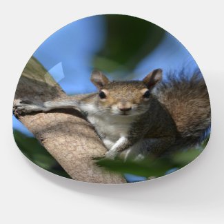 Squirrel among the Green Leaves Photography Glass