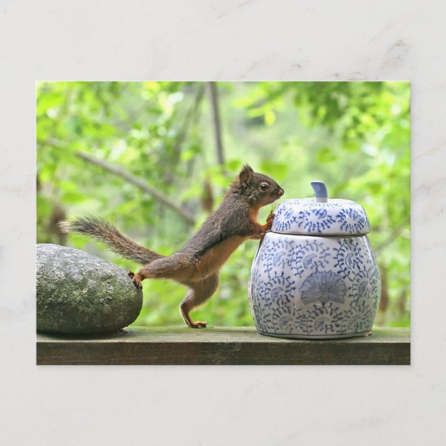 Squirrel and Cookie Jar Postcard (Front)
