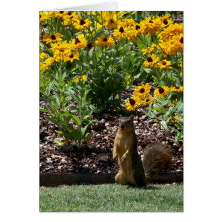 Squirrel and Sunflowers