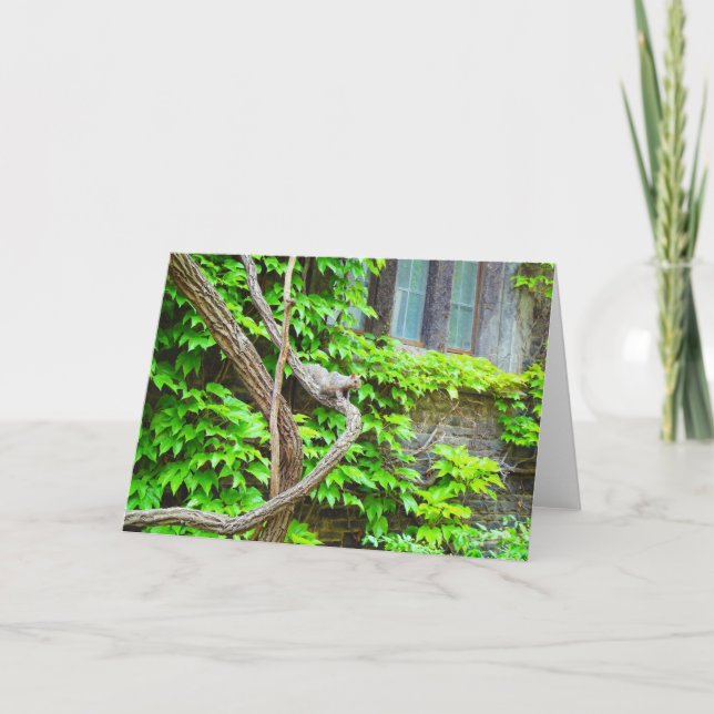 Squirrel And Vines Blank Greeting Card (Front)