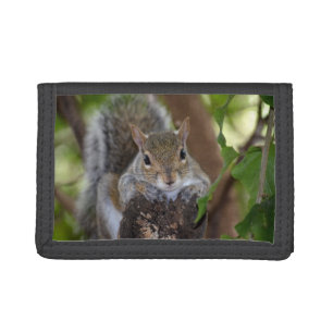 squirrel animal on log hanging out colour tri-fold wallet