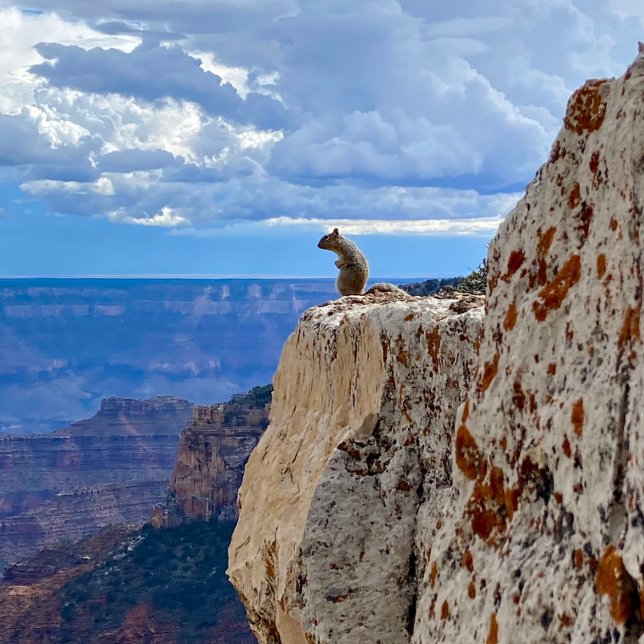 Squirrel at Grand Canyon National Park North Rim Photo Print (Creator Uploaded)