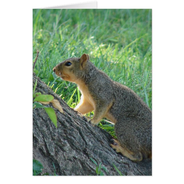 Squirrel at the Tree Cards (Front)