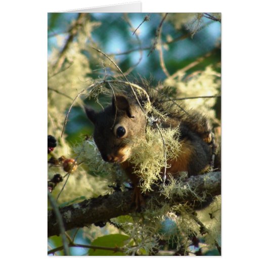 Squirrel Baby 2009 Cards (Front)