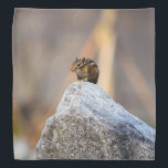 Squirrel Bandana<br><div class="desc">Squirrels are nimble, bushy-tailed rodents found all over the world. They belong to the Sciuridae family, which includes prairie dogs, chipmunks and marmots.</div>