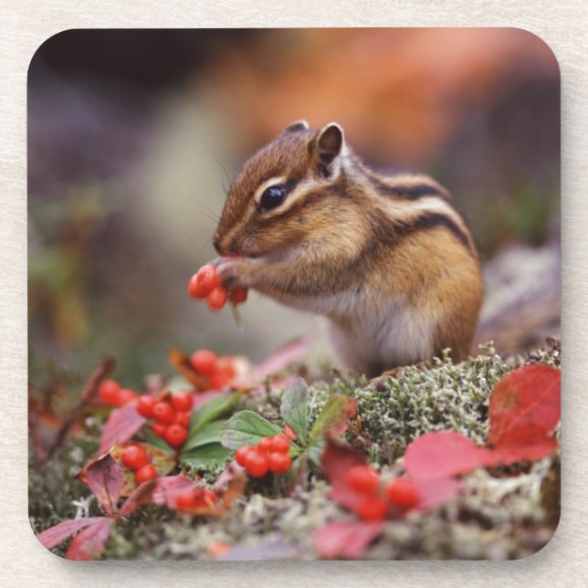 Squirrel Beverage Coaster (Front)