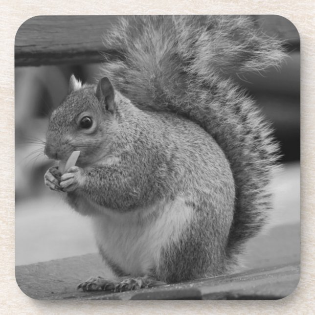 Squirrel Beverage Coaster (Front)