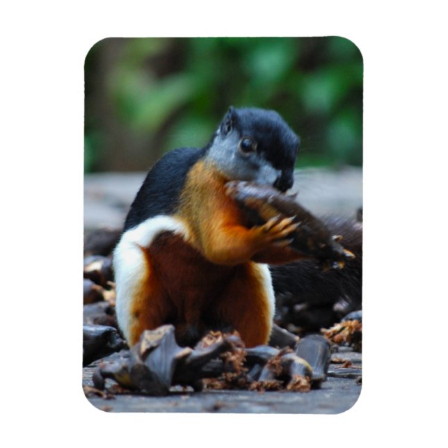 Squirrel Borneo Tri-Color Magnet (Vertical)