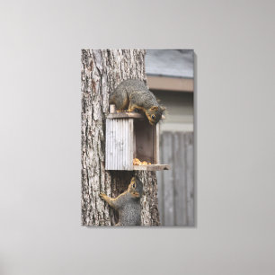 Squirrel Canvas Print