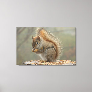 Squirrel Canvas Print